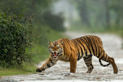 The Beauty of Wildlife Photography